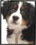 バーニーズマウンテンドックの子犬　画像