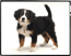 バーニーズマウンテンドックの子犬　写真