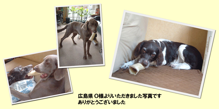 犬と骨のオヤツの写真